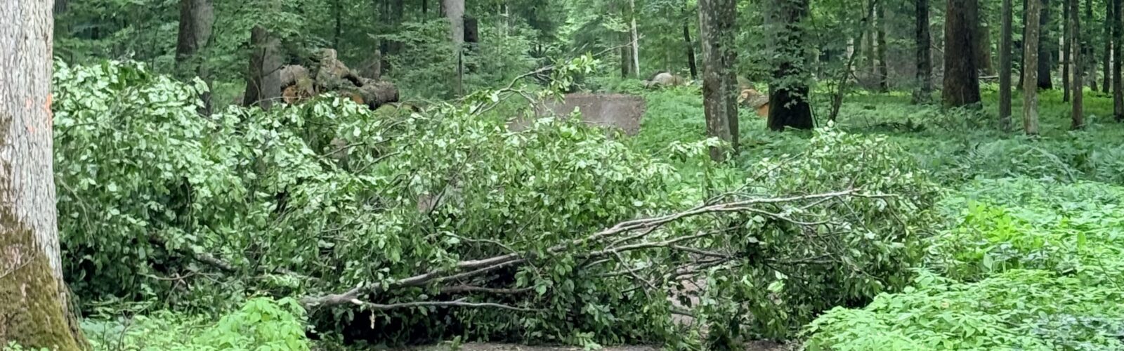Umgestürzter Baum liegt im Wald