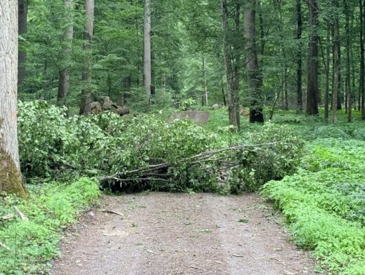Umgestürzter Baum liegt im Wald